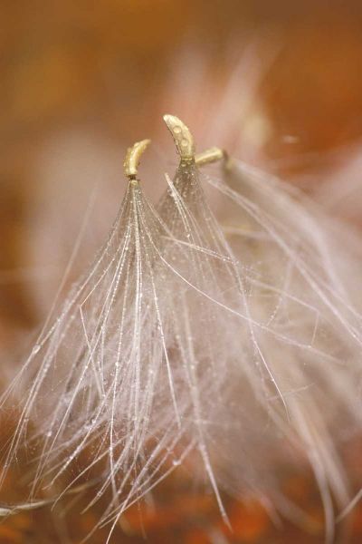 Pennsylvania Close-up of dandelion seedheads